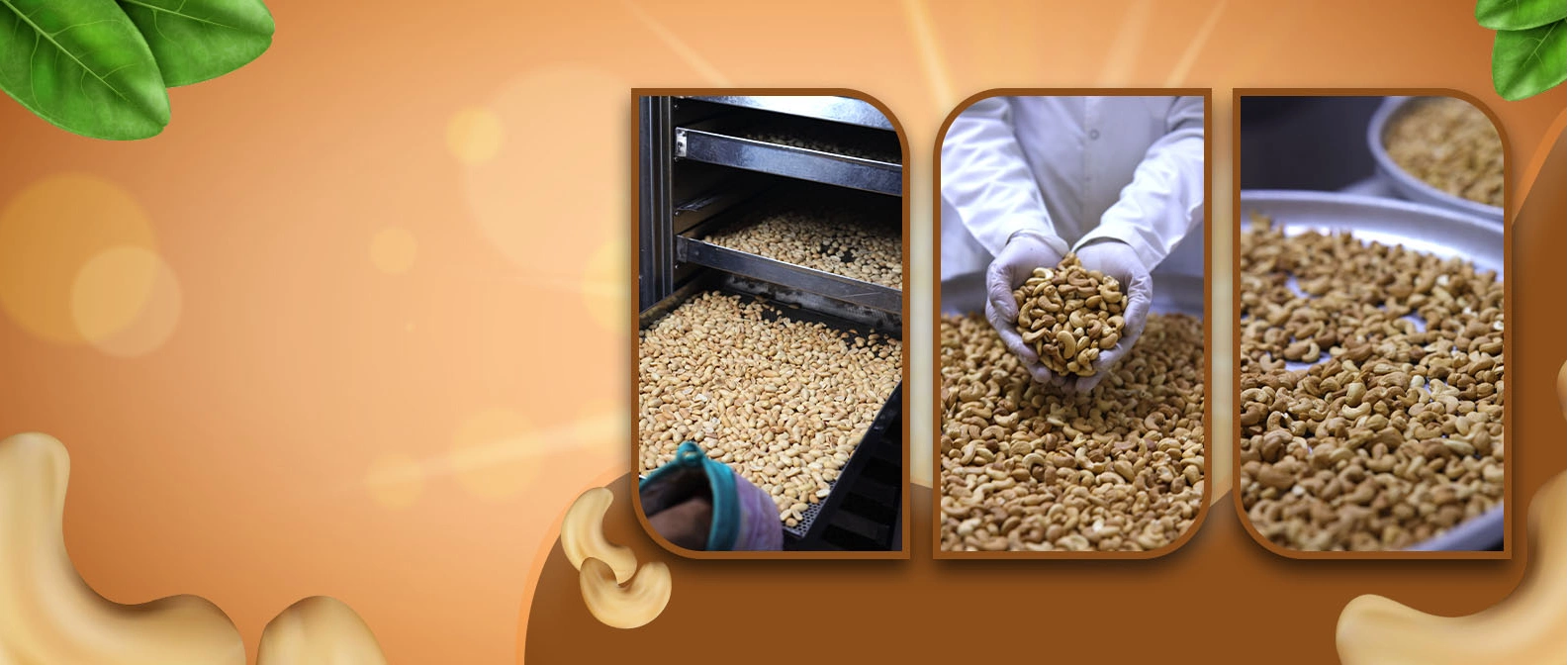 Premium Nuts Processing
